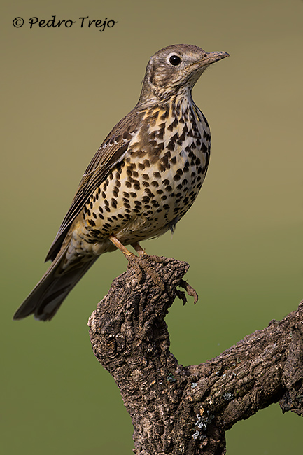 Zorzal charlo (Turdus viscivorus)